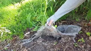 PlantTalk: Weed Barriers