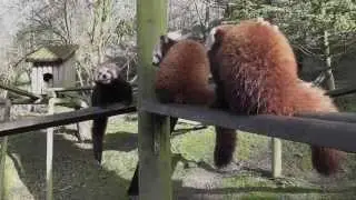 Red Pandas at Dudley Zoological Gardens