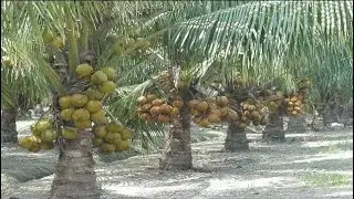 Пространство для выращивания кокосов Coconut Factory