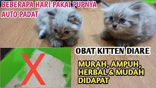 OBAT AMPUH DAN MURAH UNTUK KUCING DIARE | DIJAMIN SEMBUH ANTI GAGAL
