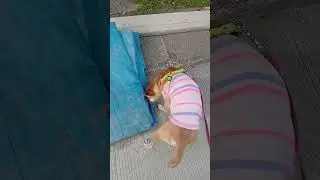 Sunday Walk ni Ashiee 