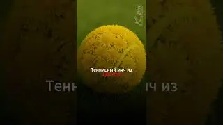 Вы точно не знаете, что когда-то в теннис играли мячами из ОДУВАНЧИКОВ. 🌻  #магазинкорт  #теннис