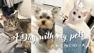 带着猫猫狗狗去体检👨‍⚕️| 我和宠物的一天| 出门遛狗| 超小体约克夏| 新手养狗分享