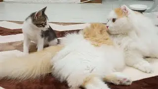 What Happens When the Rescued Kitten Can Trust the Big Cat? │ Episode.53