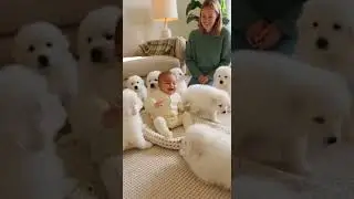 7 Great Pyrenees Puppies Bark Together Playfully in the Backyard