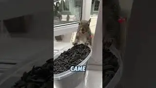 The little squirrel brought a surprise!#animals #squirrel #pets #cute #shorts