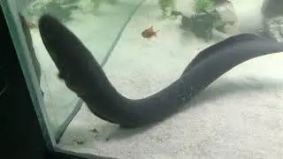 Electric Eel Feeding with Sound