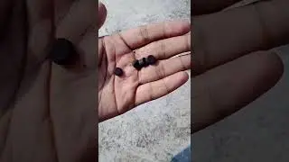 Snake Cracker Testing | शाप गोली |#shorts #crackers #patakhe
