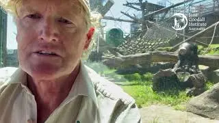 Brian Gee | Jane Goodall Tribute Video