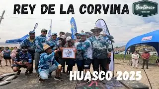 Rey de la Corvina 