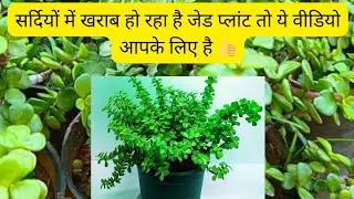  सर्दियों में सूखकर गिरने लगी हैं जेड प्लांट की पत्तियां? इन 5 टिप्स से फिर से हरा-भरा हो जाएगा पौधा