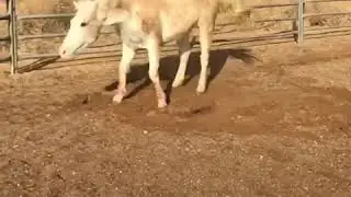 Slo-mo horse shake