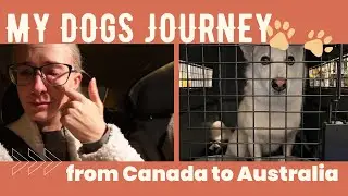 EXPORTING MY DOG FROM CANADA TO AUSTRALIA | LAST VET APPOINTMENTS & HIS (NOT SO) SMOOTH JOURNEY