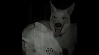 zodiak - dranktalk