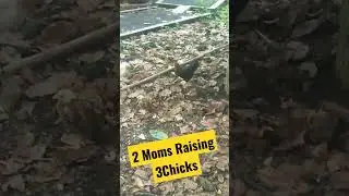 3 Baby Chicks Raise By 2 Mom's Chickens #Chick #chicks #chicken #shorts
