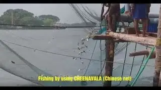 ചീനവലയിലെ പെടയ്ക്കുന്ന മീനുകള്‍! Cheenavala fishing at Fort Kochi, Kerala, India