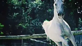 Despacito beautiful White House song Discovery India