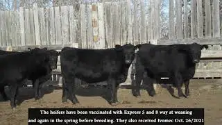 Cornerglen Ranching Black Angus bred Black homeraised PB heifers