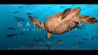 Illegal fishing in the Galapagos, RARE video of schooling hammerhead sharks!!!