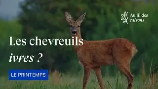🌸 Au fil des saisons - Printemps | Episode 5 : les chevreuils ivres ?