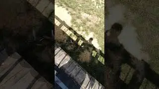 i Харків Зоопарк Мара патагонська Kharkiv Zoo Patagonian mara Харьков Зоопарк Мара 31072025