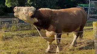 Big Bull unhappy that Competition is in Sight 