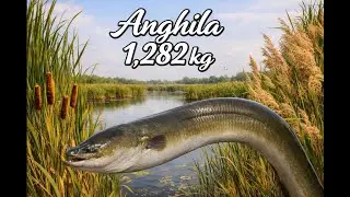 Russian Fishing 4 &ndash; Anghilă rară 1,284 kg 💥 (8.902 puncte) | 25,13 bănuți