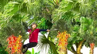 Harvesting Palm Fruit ( CO ) Go to market sell - Construction of a Kitchen - Alma Daily Life