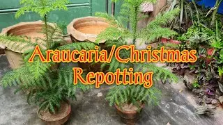How to Repotting Araucaria/Christmas plant| Soil mixture | Pot size | Mohsin'S Garden