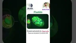 plastids. what are the plastids @BioBrain_by_rafahkhan