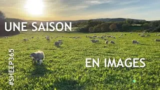 Suivi en images des brebis plein air de janvier à septembre