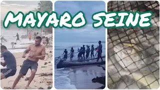 SEINE IN MAYARO #trinidad #mayaro #seine #fishing #fish #fishingvideo