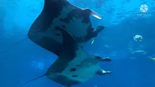 Tallulah and Blue The Giant Manta Rays Moments