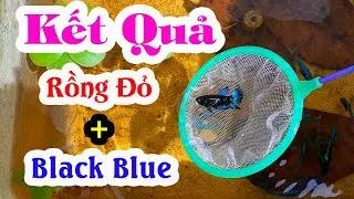 Kết Quả Cá Betta Rồng Đỏ Ghép Đôi Với Cá Betta Black Blue┃Đồng Quê Channel
