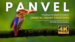Tracking the Oriental Dwarf Kingfisher | Karnala Bird Sanctuary, Panvel | 4K | Wildlife Documentary