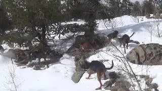 BOBCAT HUNTING WITH HOUNDS IN THE COLORADO ROCKIES #6