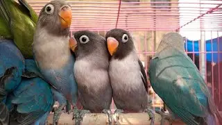 Galiff Street Bird Market In West Bengal Visit & Price Update Of Different Types Of Exotic Birds