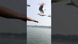 Boating in Ganga River Bird's Point #song #travel #markandeymahadev