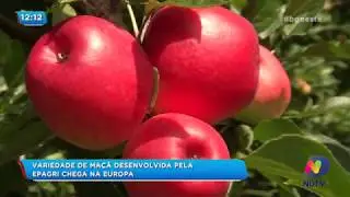 Variedade de maçã desenvolvida pela Epagri chega na Europa