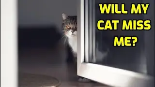 What Do Cats Think When You Leave The House?