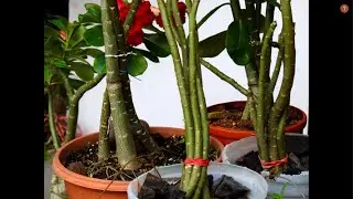 ROSA DEL DESIERTO, RESULTADOS DE  SIEMBRA DE ESQUEJE  Y HOJAS.  Y OTROS  ESQUEJES MÁS
