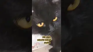 Marmar's Meat Feast: A Cat's Gourmet Delight! 🍖🐾