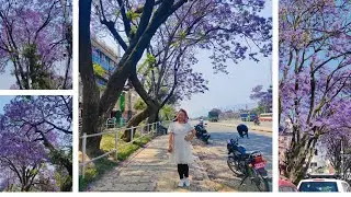 SHIRISH KO PHOOL 🌼 Jacaranda Mimosifolia 🌼🌼🌼