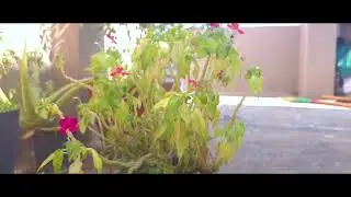 Samsung galaxy s24 ultra AF lock shooting video tricks #tipsandtricks #samsunggalaxy #gadgets 