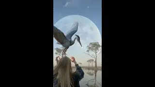 Brolga - Tangkic 4000 BCE