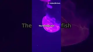 4 Mind Blowing Fish Facts You Won't Believe!