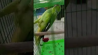 #parrot #bird #parrotfood #parrotlet #babyparrot #greenparrot #cutebird #birds #petparrot