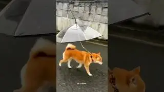 Physics Trick | Japan Company | Dog Pets | Animals | Home House&rdquo; 🐕⚙️🇯🇵 #shorts #dog