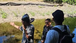Los Garrobos se estan Comiendo la Frijolera 