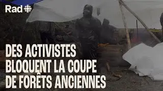 On a été voir les activistes qui bloquent la coupe de forêts anciennes dans l'Ouest | Terrain | Rad